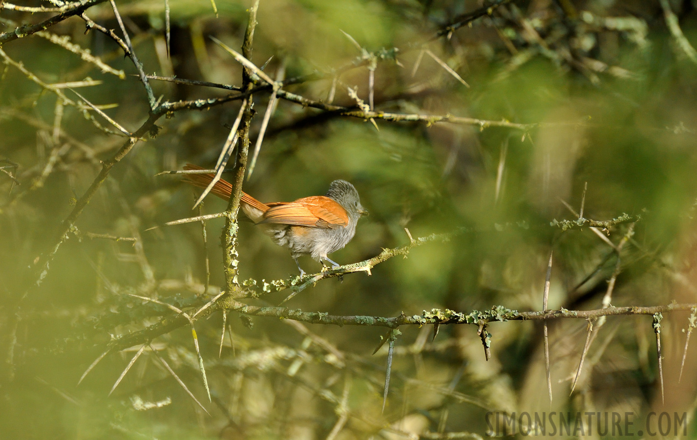 Terpsiphone viridis granti [550 mm, 1/1250 sec at f / 6.3, ISO 1600]